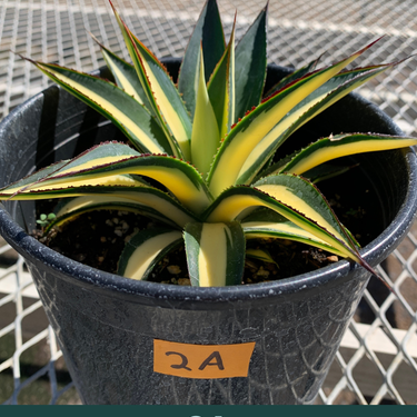 A 1 gallon central variegated Half Moon Agave. The agave has significant creamy yellow variegation in the center of its leave, with red glowing ridges on its edges.