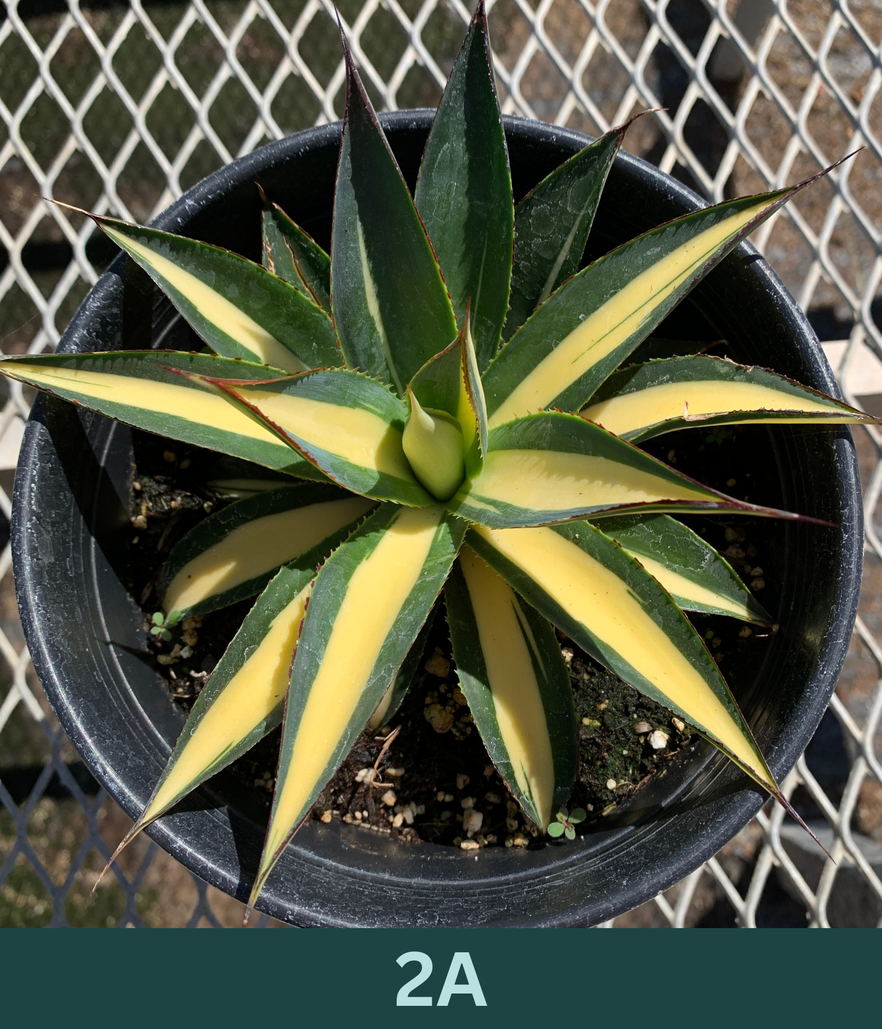 A 1 gallon central variegated Half Moon Agave seen from above. The agave has significant creamy yellow variegation in the center of its leave, with red glowing ridges on its edges.