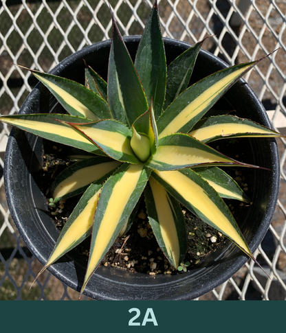 A 1 gallon central variegated Half Moon Agave seen from above. The agave has significant creamy yellow variegation in the center of its leave, with red glowing ridges on its edges.