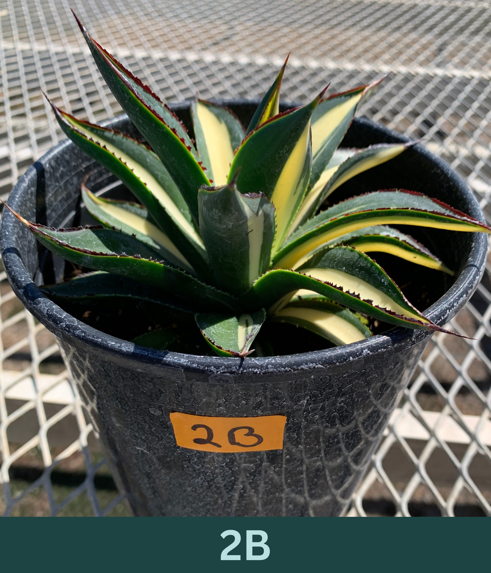 A 1 gallon central variegated Half Moon Agave. The agave has significant creamy yellow variegation in the center of its leave, with red glowing ridges on its edges.