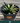 A 1 gallon central variegated Half Moon Agave. The agave has significant creamy yellow variegation in the center of its leave, with red glowing ridges on its edges.