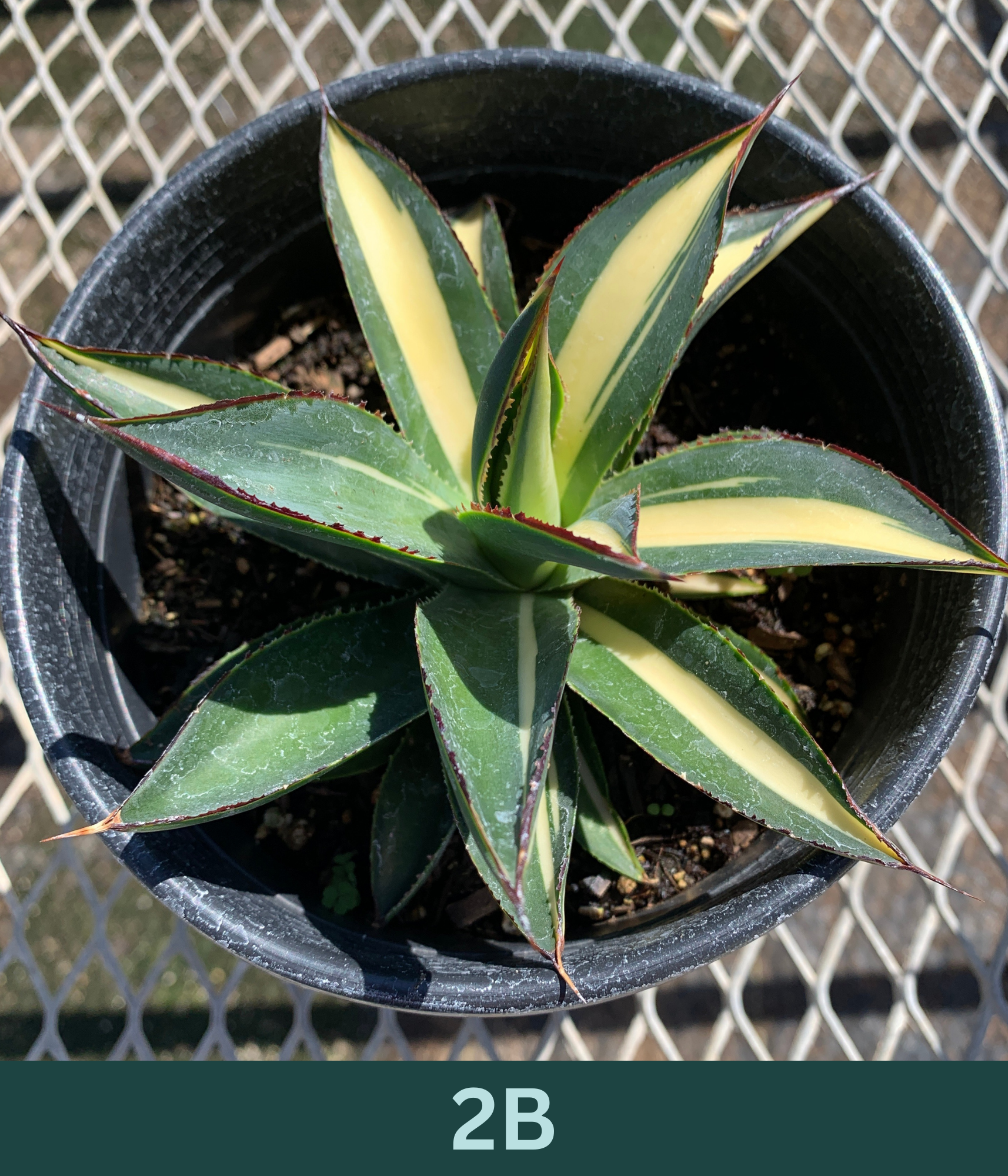 A 1 gallon central variegated Half Moon Agave seen from above. The agave has significant creamy yellow variegation in the center of its leave, with red glowing ridges on its edges.