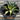 A 1 gallon central variegated Half Moon Agave. The agave has significant creamy yellow variegation in the center of its leave, with red glowing ridges on its edges.