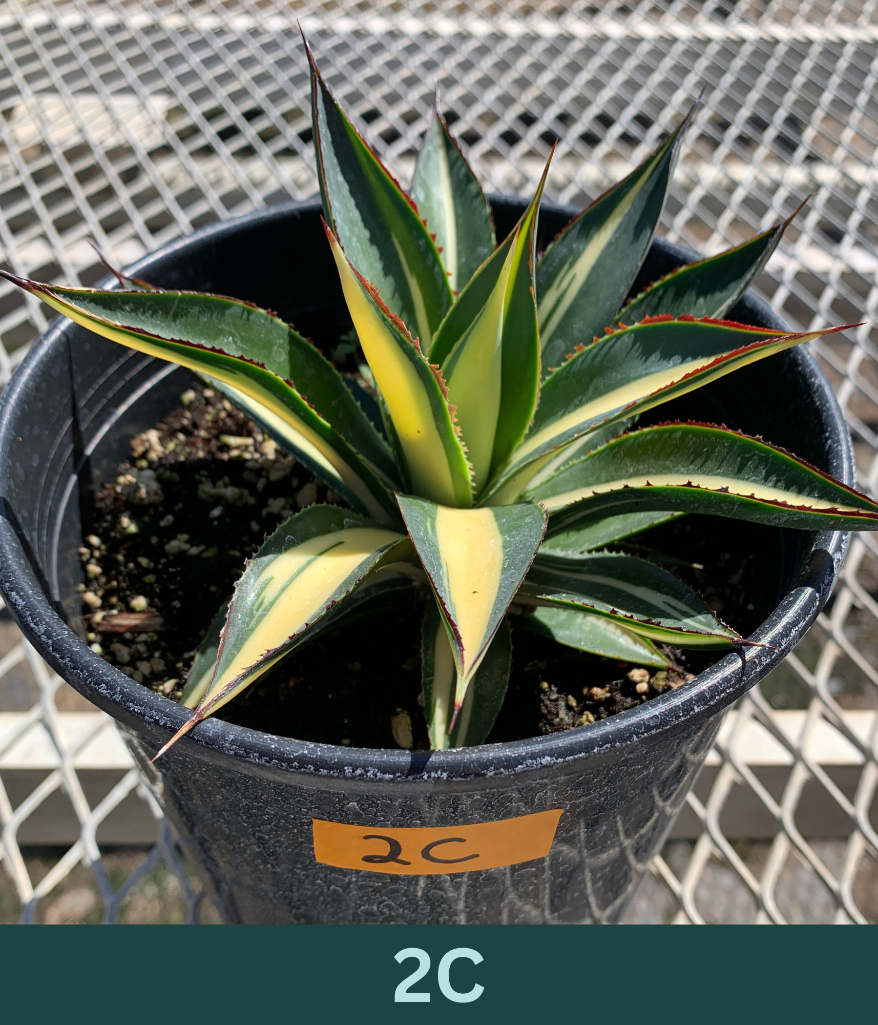 A 1 gallon central variegated Half Moon Agave. The agave has significant creamy yellow variegation in the center of its leave, with red glowing ridges on its edges.
