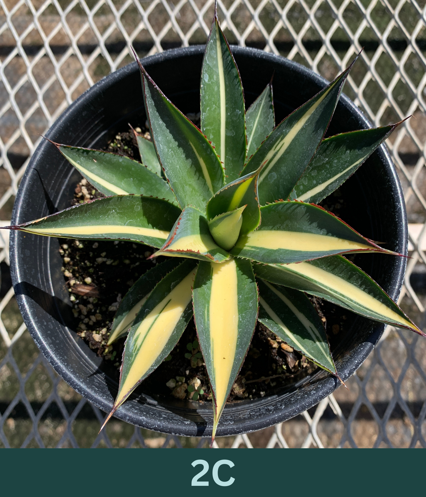 A 1 gallon central variegated Half Moon Agave seen from above. The agave has significant creamy yellow variegation in the center of its leave, with red glowing ridges on its edges.