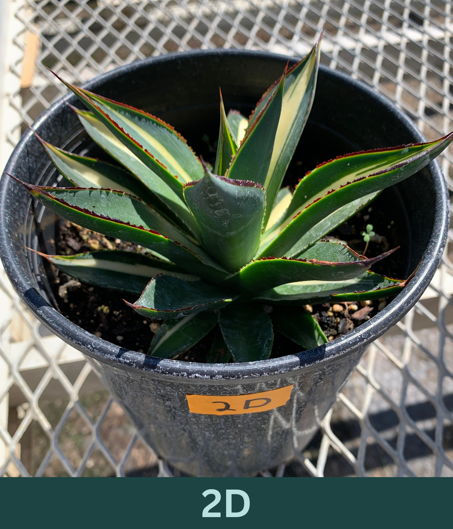 A 1 gallon central variegated Half Moon Agave. The agave has significant creamy yellow variegation in the center of its leave, with red glowing ridges on its edges.
