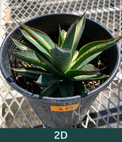A 1 gallon central variegated Half Moon Agave. The agave has significant creamy yellow variegation in the center of its leave, with red glowing ridges on its edges.