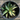 A 1 gallon central variegated Half Moon Agave seen from above. The agave has some creamy yellow variegation in the center of its leave, with red glowing ridges on its edges.
