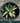 A 1 gallon central variegated Half Moon Agave seen from above. The agave has some creamy yellow variegation in the center of its leave, with red glowing ridges on its edges.