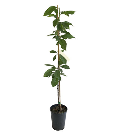 Lapins Cherry Tree (Grafted Tree)