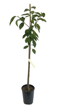 Santina Cherry Tree