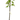 Skeena Cherry Tree