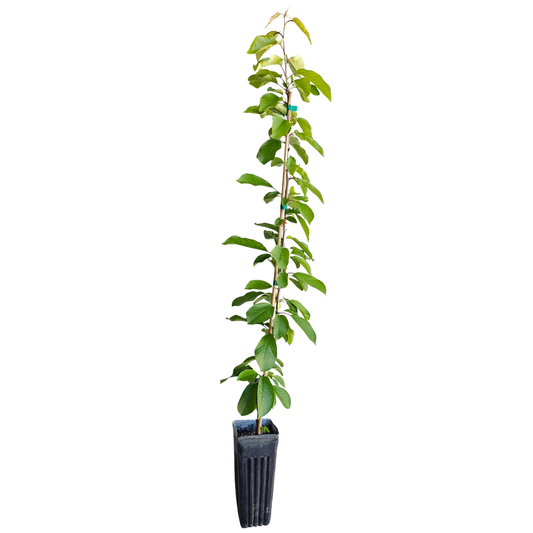 Bing Cherry Tree (Grafted Tree)