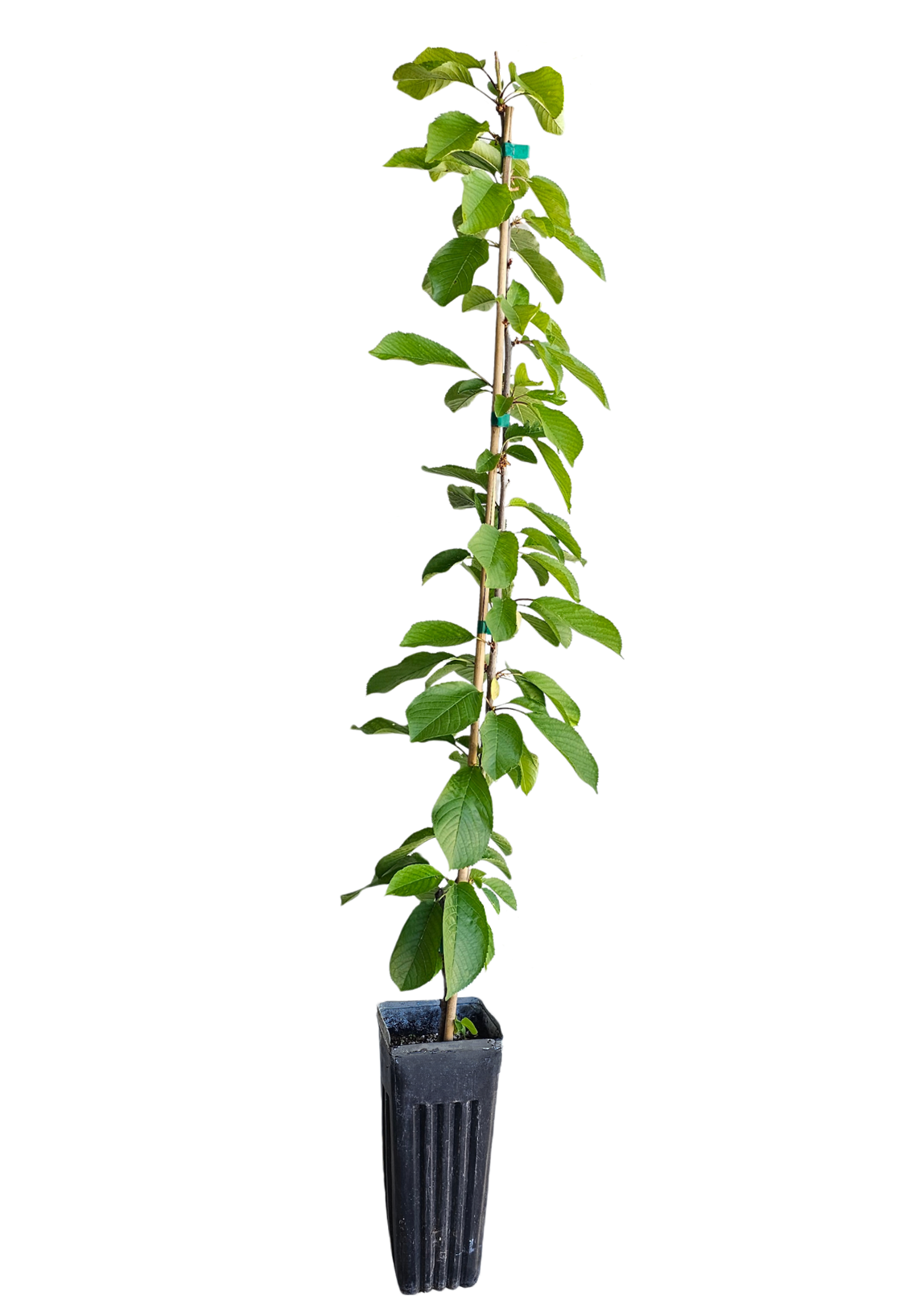 Coral Champagne Cherry Tree Jumbo Ellepot - MicroStarts