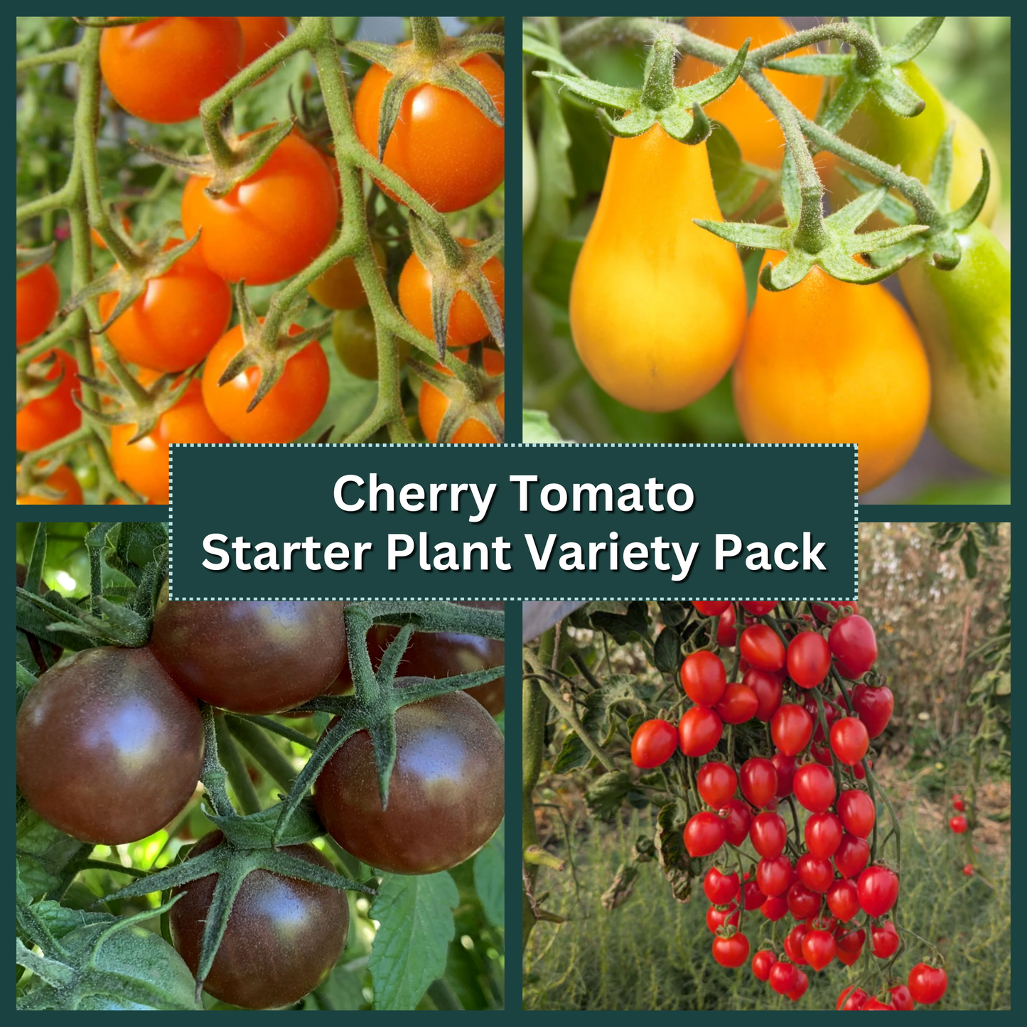 Cherry Tomato Starter Plant Variety Pack