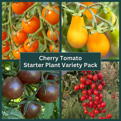 Cherry Tomato Starter Plant Variety Pack