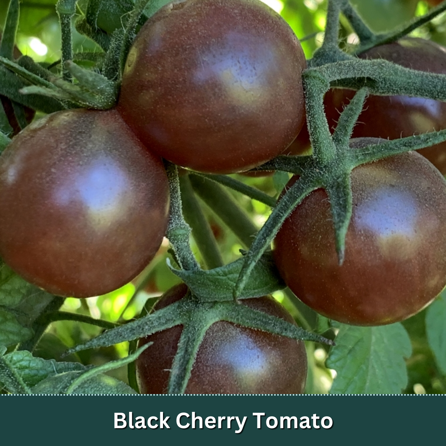 Cherry Tomato Starter Plant Variety Pack