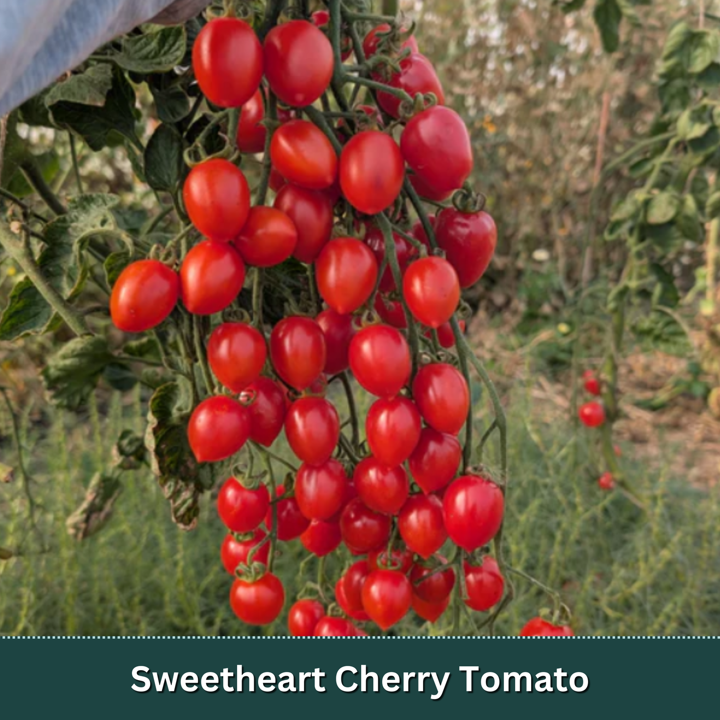 Cherry Tomato Starter Plant Variety Pack