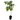 Chinaberry Tree (Melia azedarach)