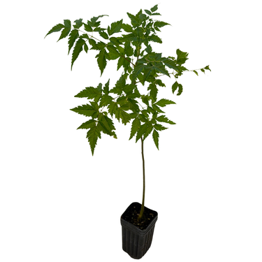 Chinaberry Tree (Melia azedarach)