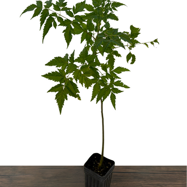 Chinaberry Tree (Melia azedarach)