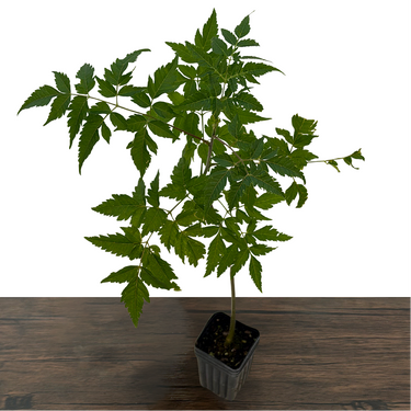 Chinaberry Tree (Melia azedarach)