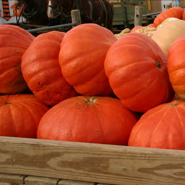 Cinderella Pumpkin
