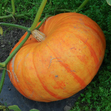 Cinderella Pumpkin