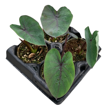 Colocasia Black Ruffles