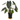 Colocasia Black Ruffles