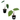 Colocasia Black Ruffles & Imperial Red Alocasia Value Pack