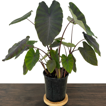 Colocasia Black Ruffles