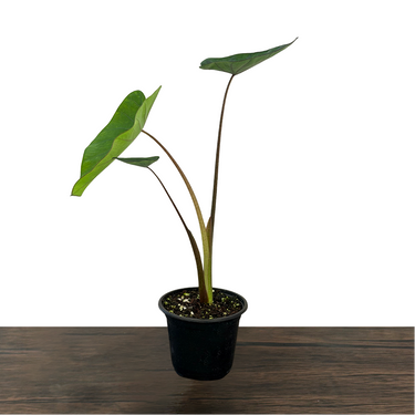 Colocasia Black Ruffles