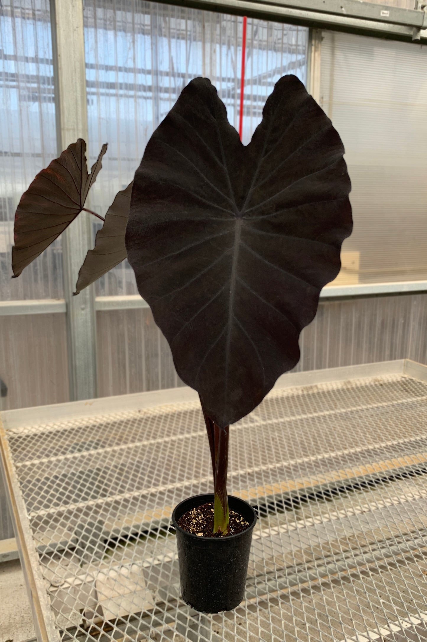 A 1 gallon Colocasia 'Black Ruffles" with three large, dark black leaves. The plant has a stake for balance.