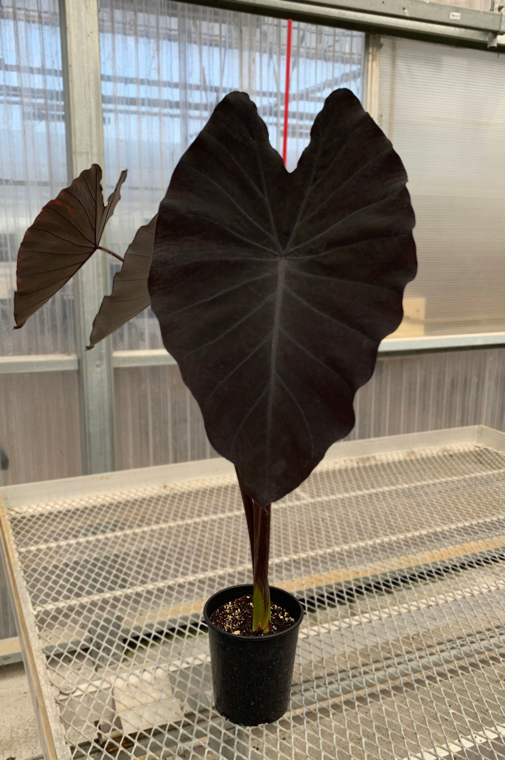 A 1 gallon Colocasia 'Black Ruffles" with three large, dark black leaves. The plant has a stake for balance.