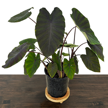 Colocasia Black Ruffles