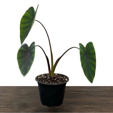 Colocasia Black Ruffles