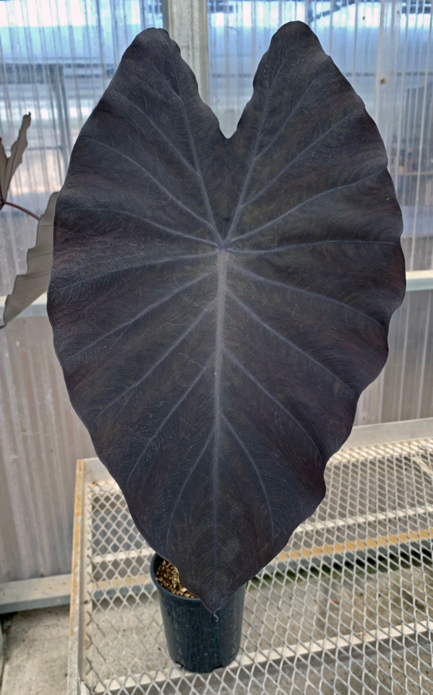 A 1 gallon Colocasia 'Black Ruffles" with three large, dark leaves. Some leaves have a green or blue hue.