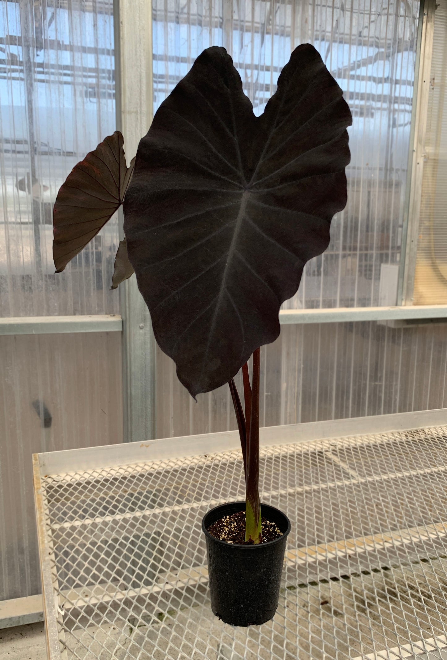 A 1 gallon Colocasia 'Black Ruffles" with three large, dark black leaves.