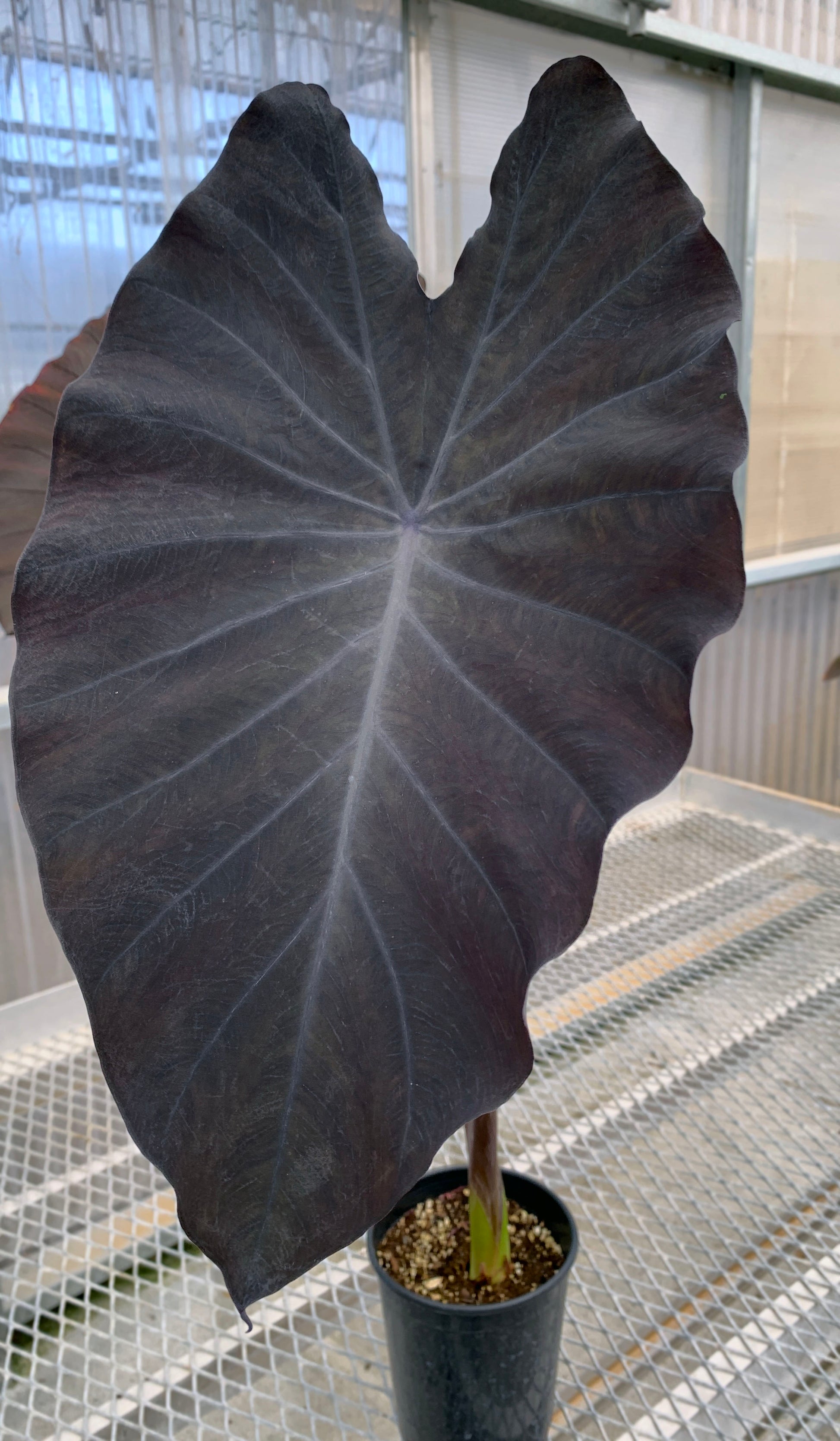A 1 gallon Colocasia 'Black Ruffles" with three large, dark black leaves.