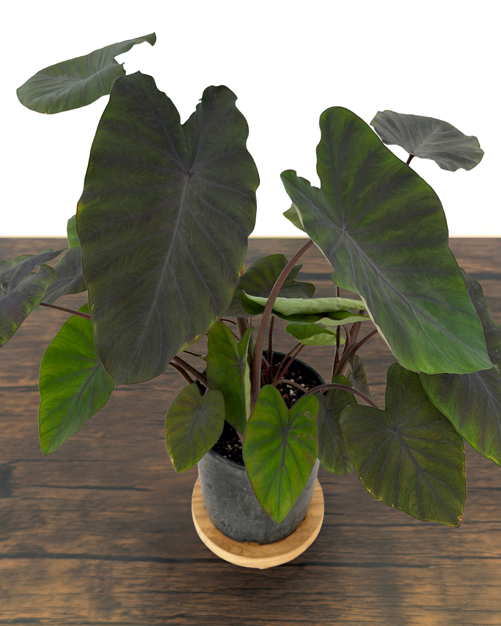 Colocasia Black Ruffles in 1 Gallon