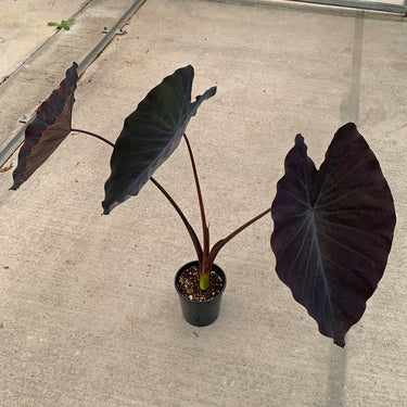 A 1 gallon Colocasia 'Black Ruffles" with three large, dark leaves. Some leaves have a green or blue hue.