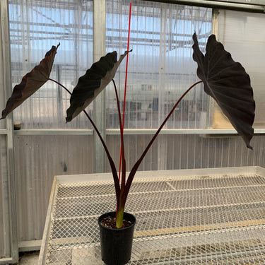 A 1 gallon Colocasia 'Black Ruffles" with three large, dark leaves. The plant has a stake for balance.