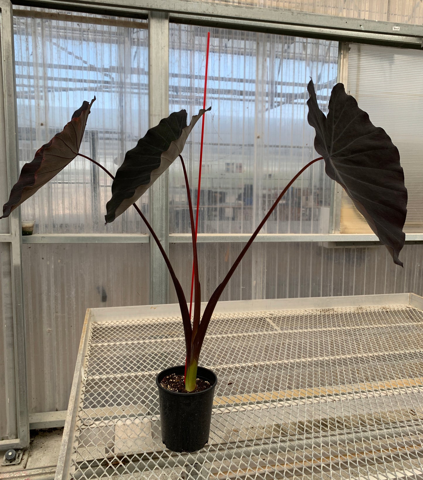 A 1 gallon Colocasia 'Black Ruffles" with three large, dark leaves. The plant has a stake for balance.
