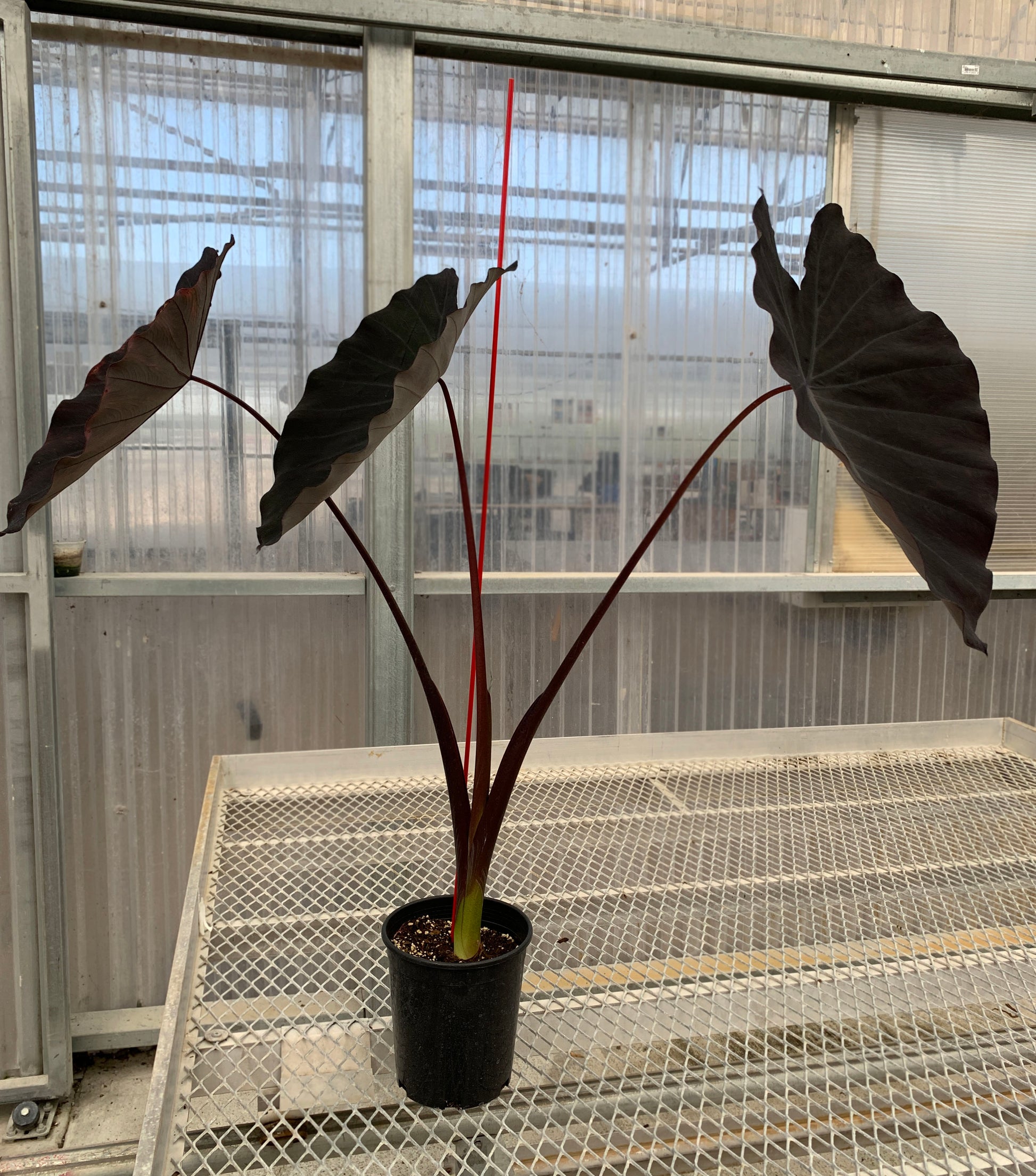 A 1 gallon Colocasia 'Black Ruffles" with three large, dark leaves. The plant has a stake for balance.