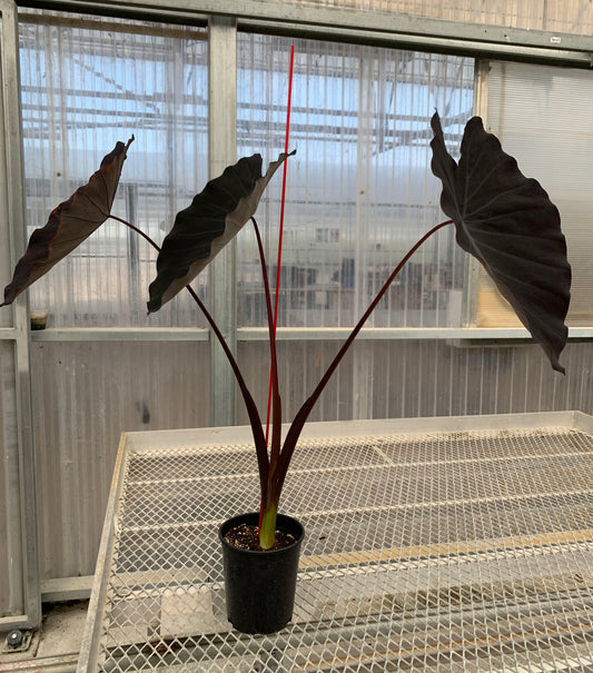 A 1 gallon Colocasia 'Black Ruffles" with three large, dark leaves. The plant has a stake for balance.