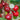 Coral Champagne cherries handing from a tree, with a US quarter next to them for scale.