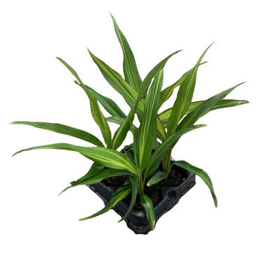 Variegated Hawaiian Ti