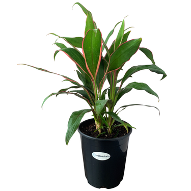 Cordyline Magenta Marginata