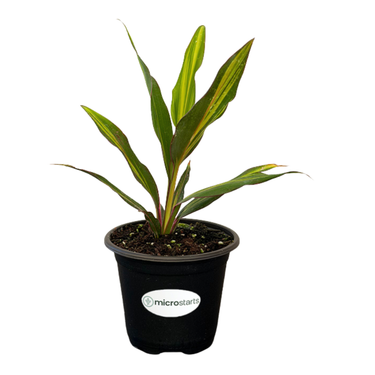 Variegated Hawaiian Ti